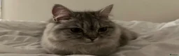 Persian cats for sale: GREY PERSIAN-TABBY FEMALE || 1 year and a half in Manchester - Advert 5