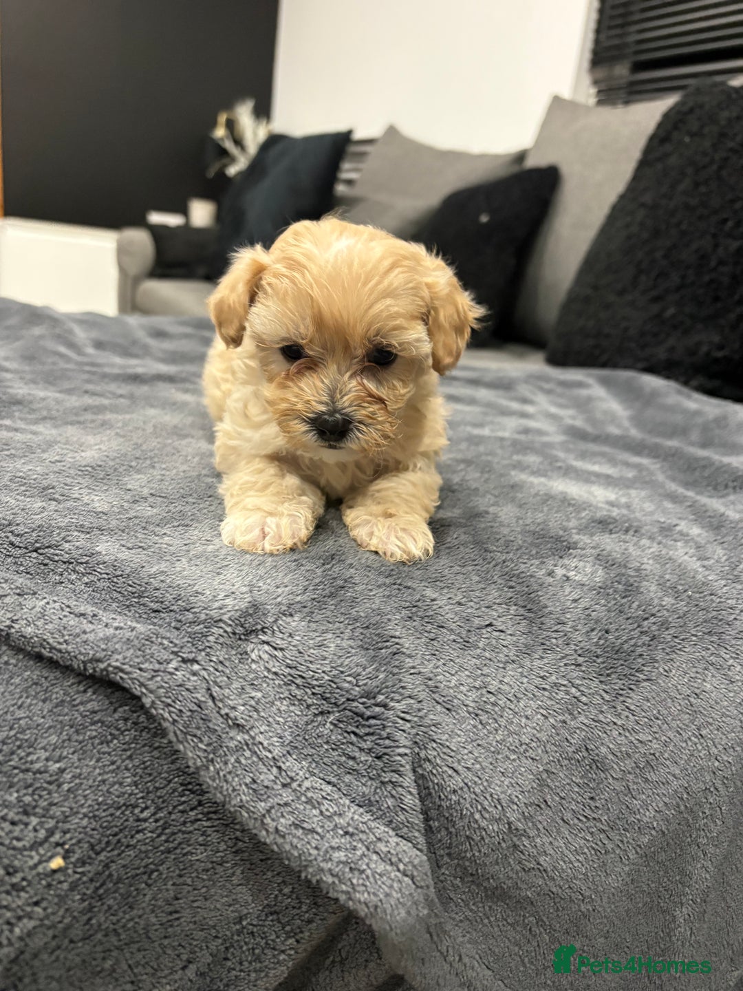 Maltipoo dogs for sale: Stunning maltipoo puppies   - Advert 9