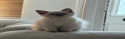 Ragdoll cats for sale: Bluepoint Ragdol female  - Advert 15