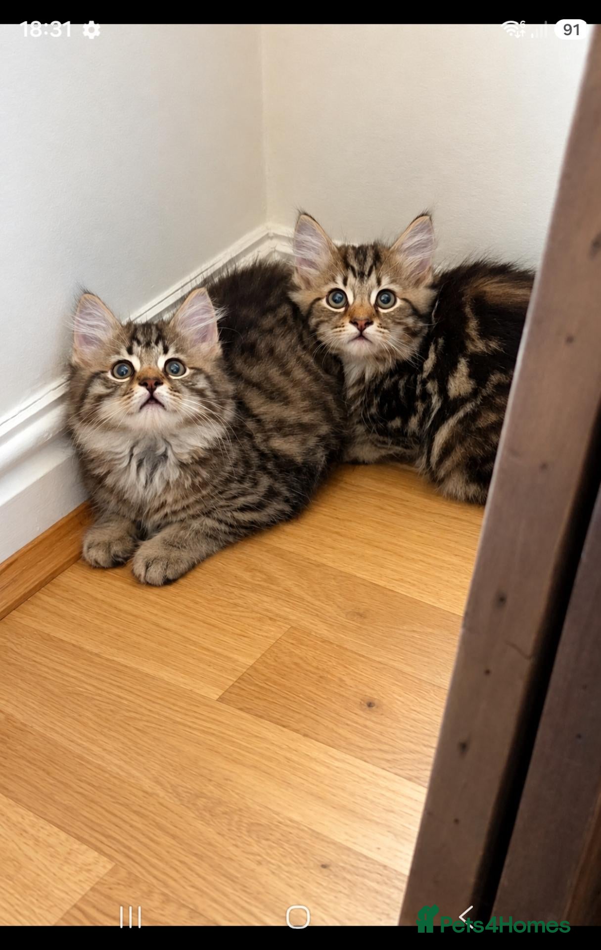 Mixed Breed cats Two Tabby brothers  - Advert 2