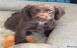 Cocker Spaniel dogs for sale: 1 Adorable working cocker spaniel pup boy 🐶  - Advert 14