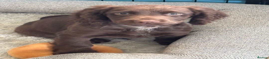 Cocker Spaniel Puppy 2