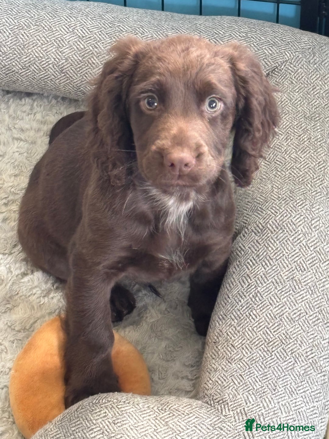 Cocker Spaniel dogs for sale: 1 Adorable working cocker spaniel pup boy 🐶  - Advert 14