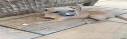 Whippet dogs for sale: Whippet Girl in Colchester - Advert 3