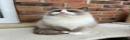 Ragdoll cats for sale: Sweet Ragdoll male and females for loving homes - Advert 4