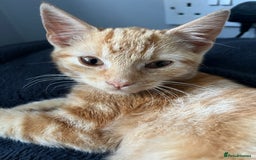 Mixed Breed cats for sale: Ginger male rescue kitten - Image 6