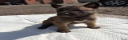 Belgian Shepherd Dog dogs for sale: Mali puppies  in Bishop Auckland - Advert 20
