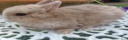 Netherland Dwarf rabbits for sale: NEATHERLAND DWARF BABY  - Advert 5