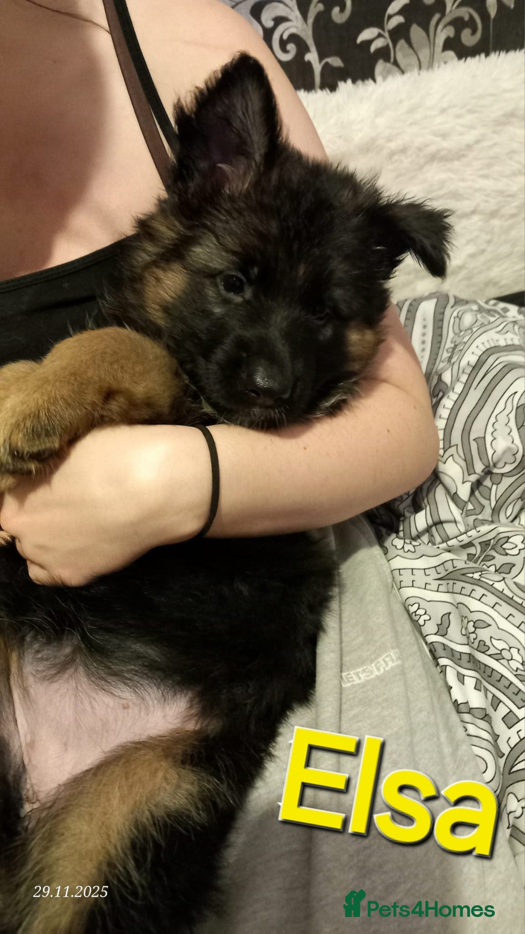 German Shepherd dogs for sale: Excellent Long-Haired German Shepherd Puppies-KC - Advert 13