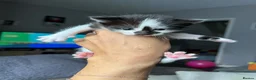 Mixed Breed cats for sale: 4 female kittens - Advert 5
