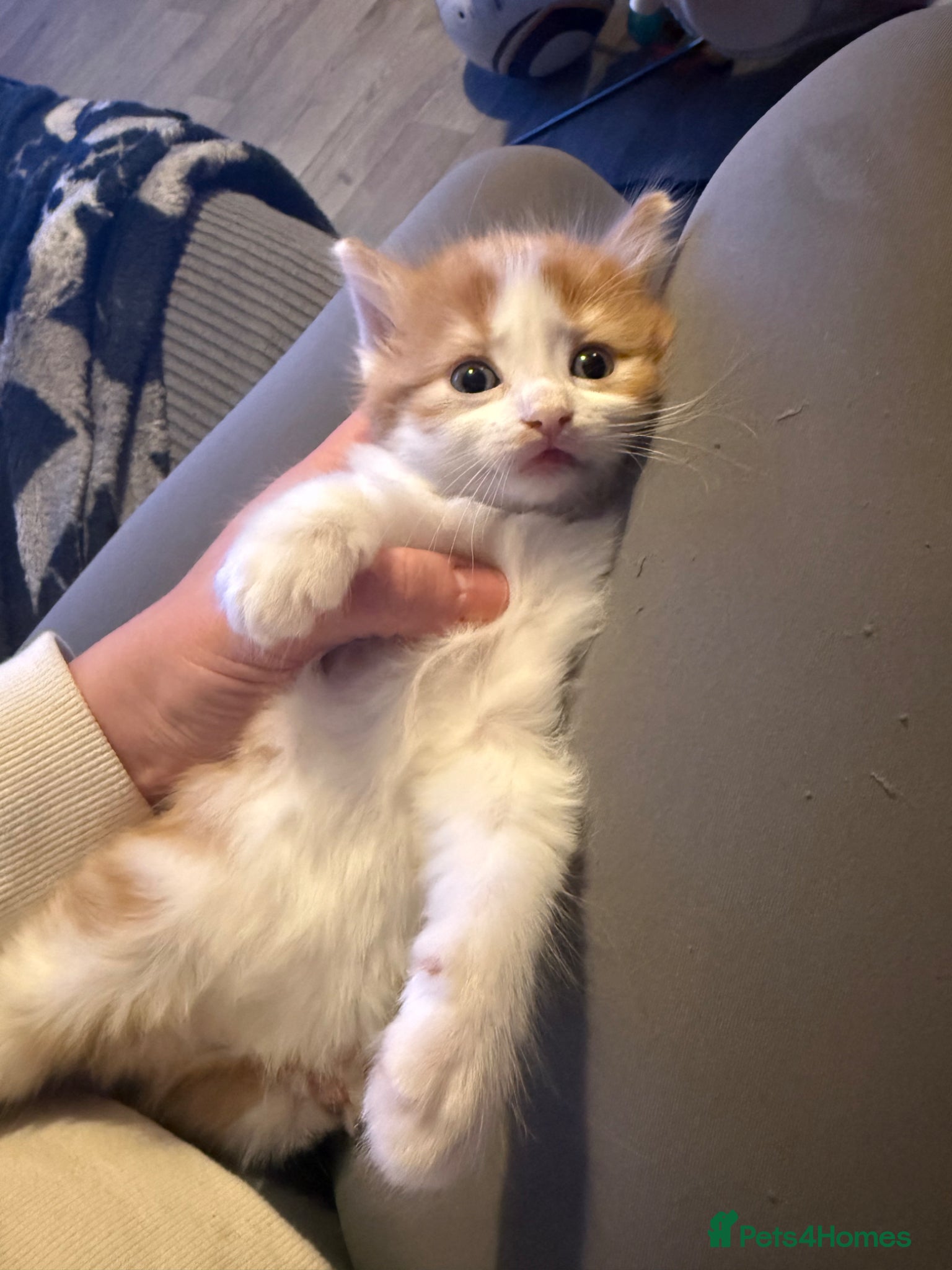 Mixed Breed cats Kittens  - Advert 19