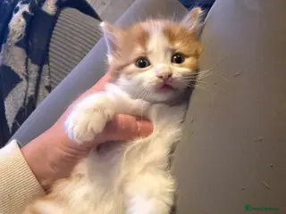 Mixed Breed cats Kittens - Advert 19