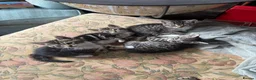 Mixed Breed cats for sale: Adorable kittens ready now in Chipping Norton - Advert 1