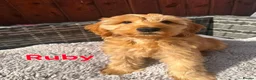 Australian Labradoodle dogs for sale: Australian Labradoodle-Medium-sized  - Advert 4