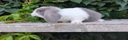Mixed Breed rabbits for sale: Mini lop  in Hailsham - Advert 6