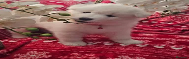 Samoyed 6