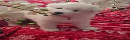 Samoyed dogs for sale: Adorable Samoyed puppies  - Advert 9