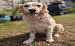 Golden Retriever dogs for sale: 7 Gorgeous Golden Retriever Puppies 🥰 - Image 8