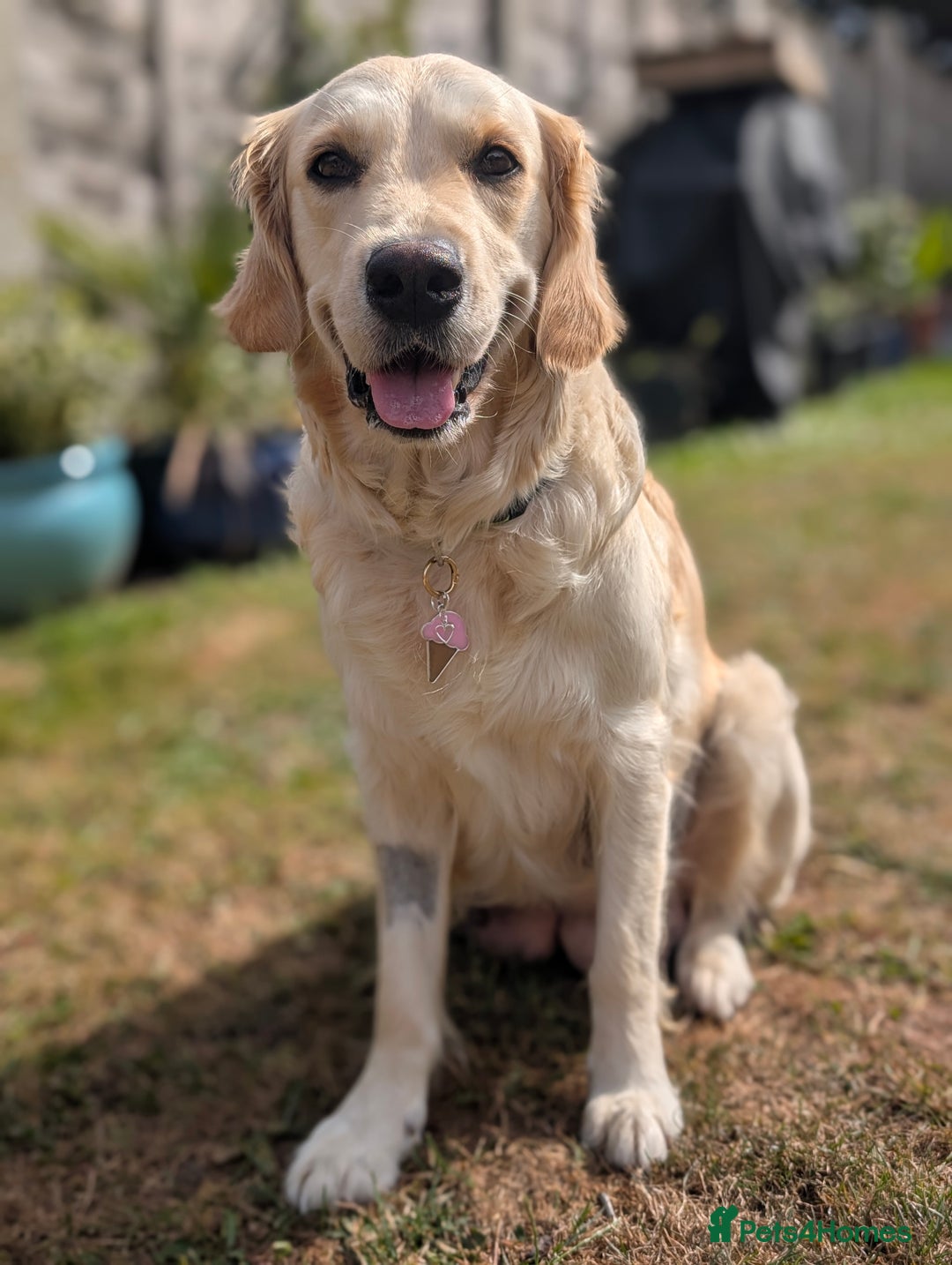 Golden Retriever dogs for sale: 7 Gorgeous Golden Retriever Puppies 🥰 - Image 8