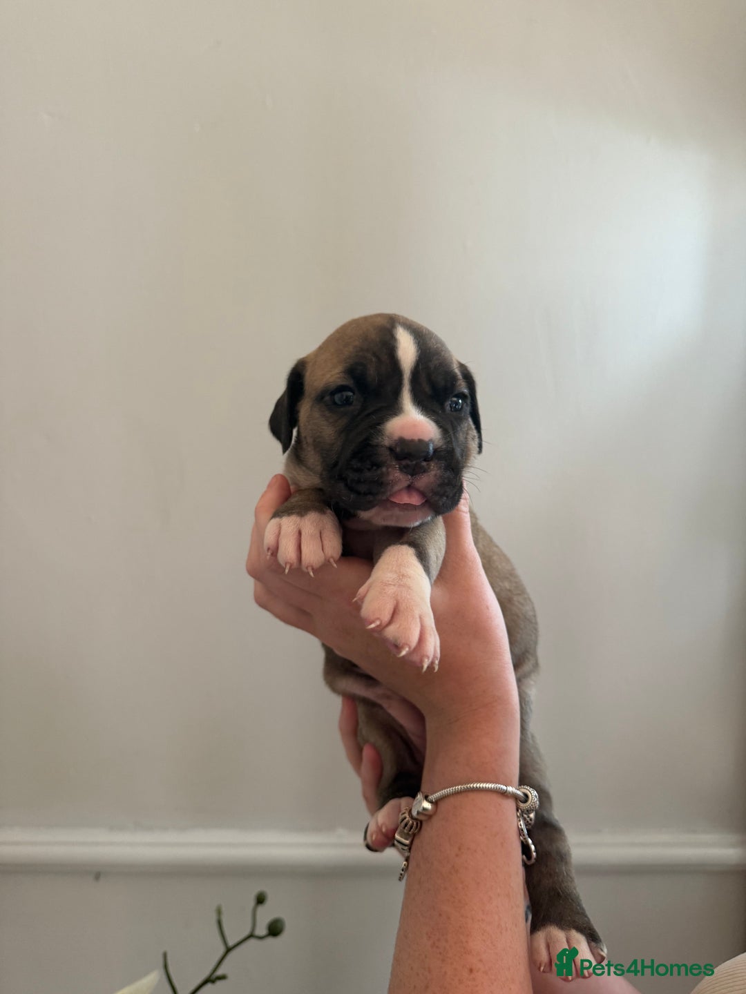 Mixed Breed dogs for sale: American Bulldog X Cane Corso - Image 23