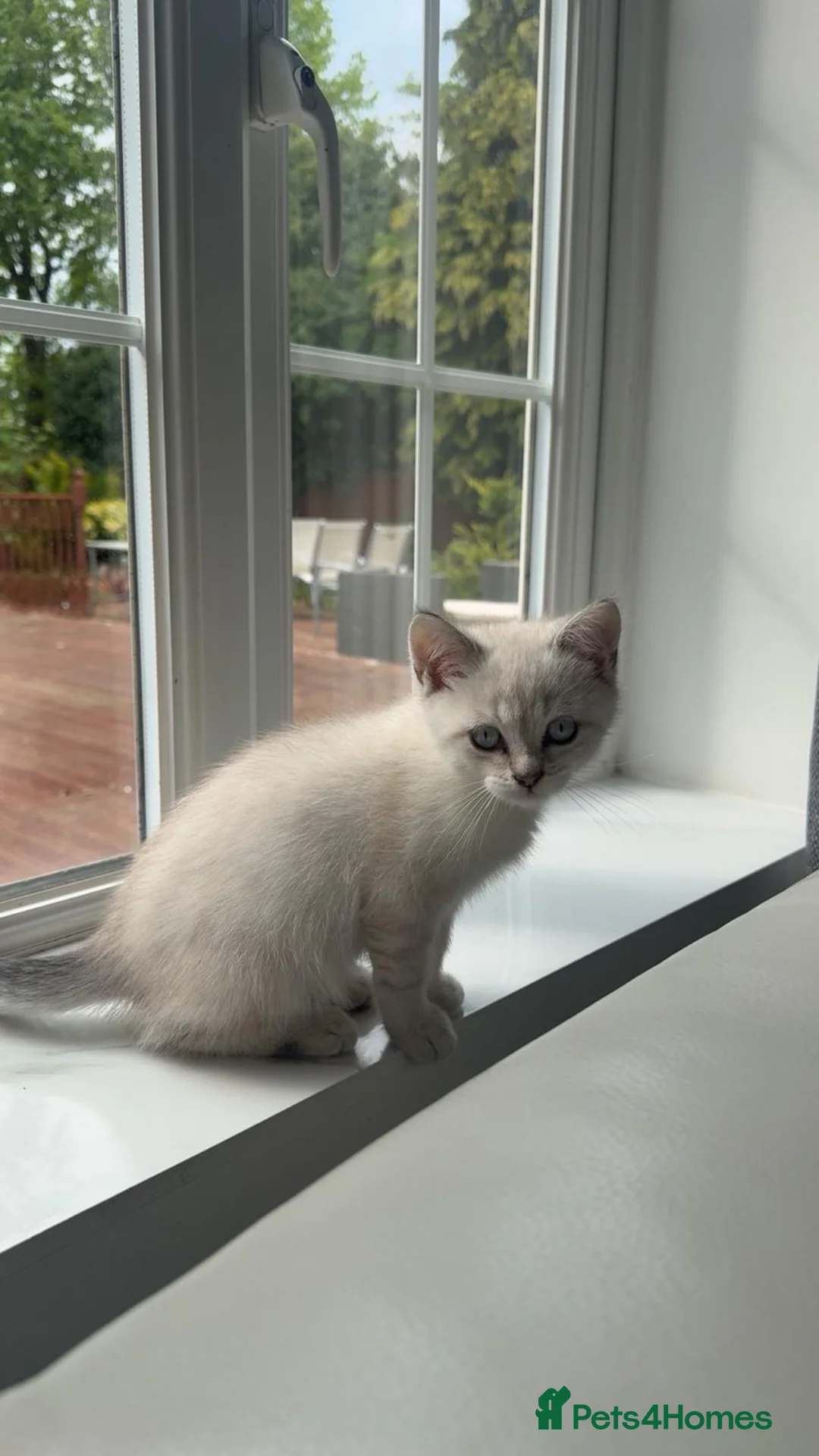 Scottish Fold cats for sale: Scottish Straight Kitten - 11 weeks old in Uxbridge - Advert 1