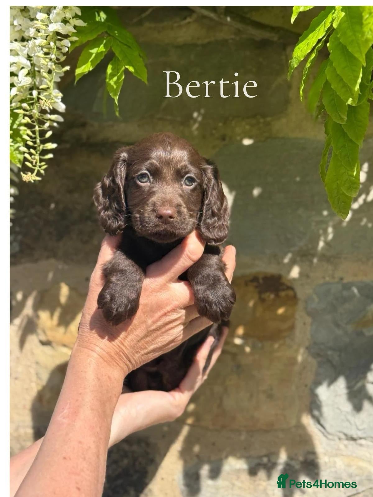 Cocker Spaniel dogs KC REGISTERED WOKRING COCKER SPANIEL PUPS  - Advert 2