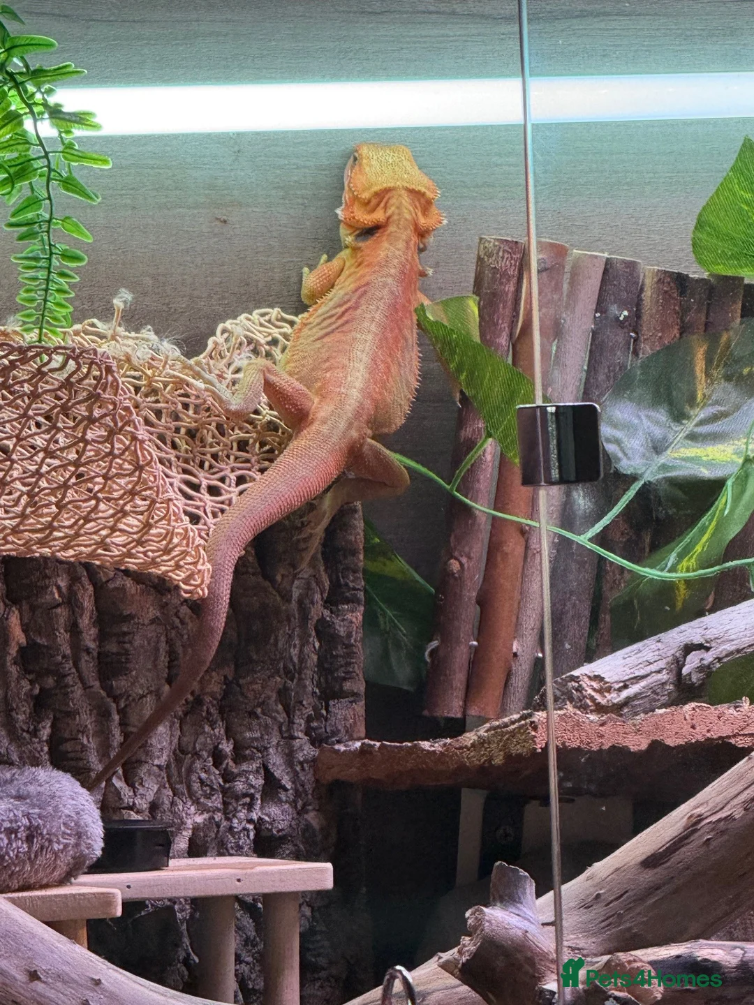 Bearded Dragon reptiles for sale: Bearded Dragon for sale - Advert 6