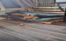 Mixed Breed dogs for sale: Bear the big cuddly goof - Advert 7