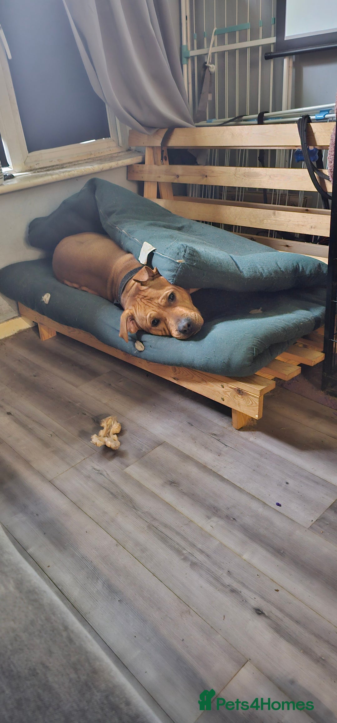 Mixed Breed dogs for sale: Bear the big cuddly goof - Advert 7