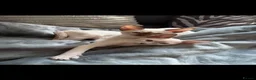 Siamese cats for sale: Two female Siamese kittens  - Advert 4