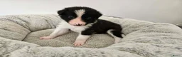 Border Collie dogs for sale: Border Collie Puppies - Advert 7