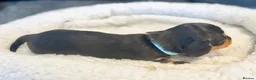 Miniature Dachshund dogs for sale: KC Registered Miniature Dachshund Puppies - Advert 7