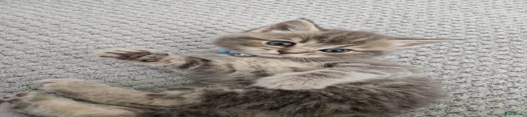Ragdoll Kitten 1