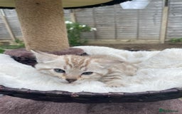 Bengal cats for sale: 3 Pure Bengals left  - Image 29