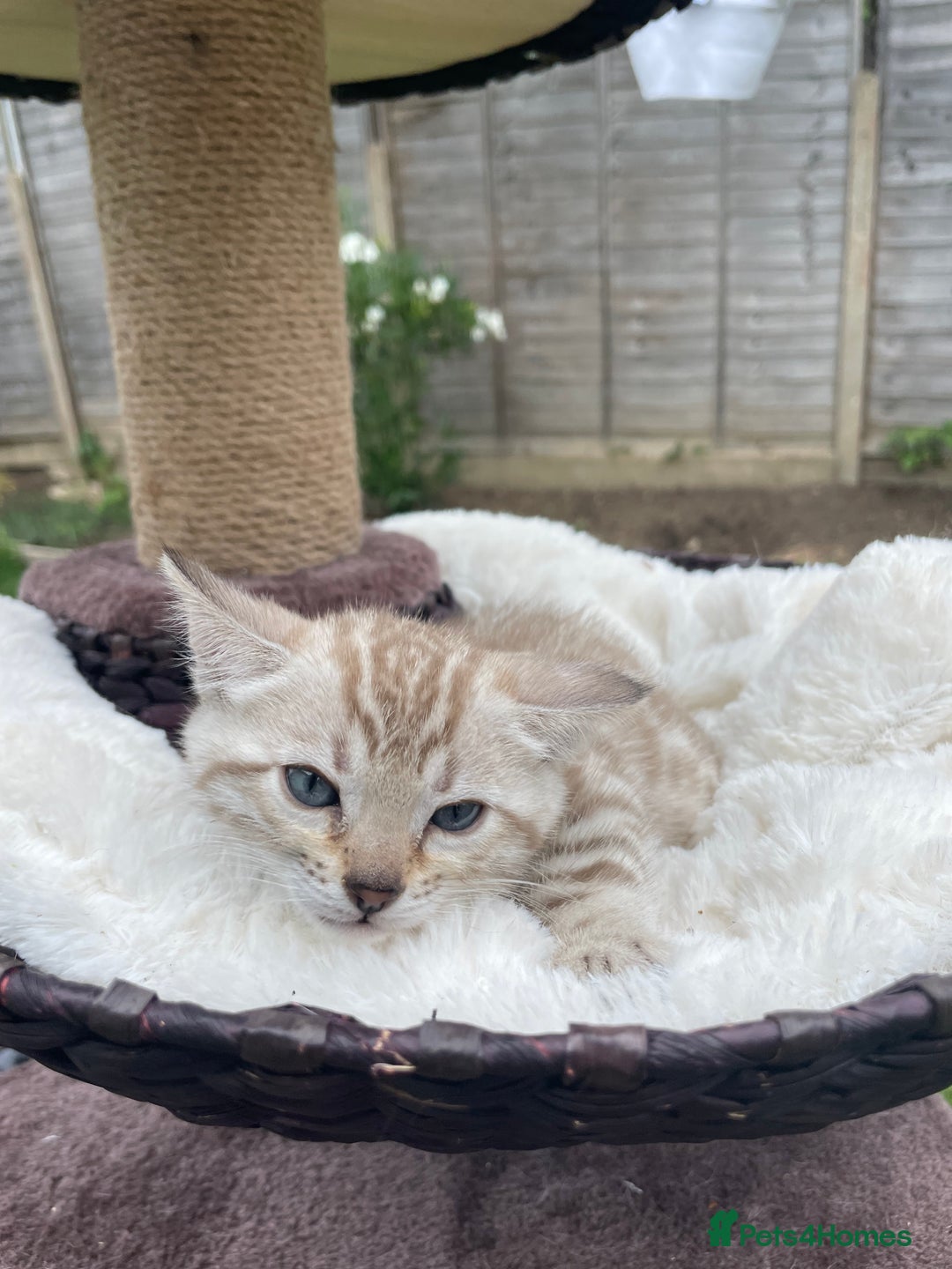 Bengal cats for sale: 3 Pure Bengals left  - Image 29