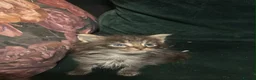 Maine Coon cats for sale: Mainecoon babies available to the best homes only in Wallasey - Advert 6