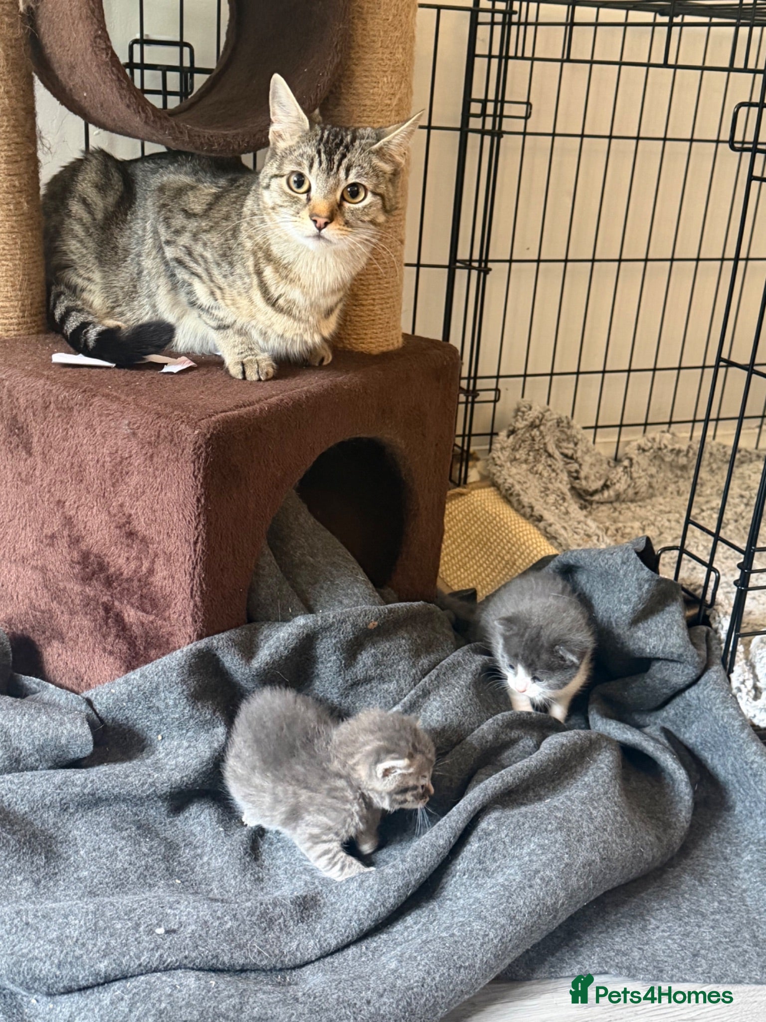 British Shorthair cats 2 kittens for sale 1male 1 female  - Advert 1