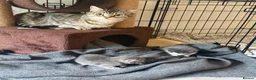 British Shorthair cats for sale: 2 kittens for sale 1male 1 female  - Advert 1