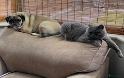 British Shorthair cats for sale: Bruce Brittish Shorthair 3 Years Old - Image 5