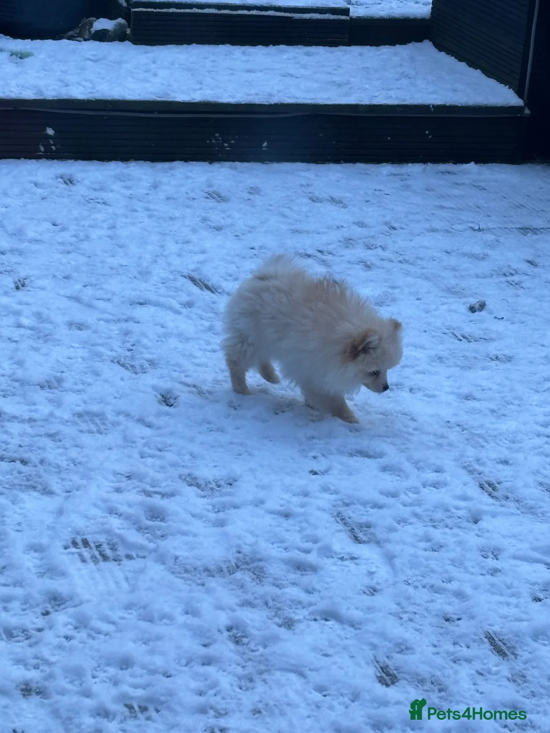 Pomeranian dogs for sale: Pomeranian males looking for there forever home  - Advert 14