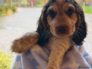 Cocker Spaniel dogs Fully health tested KC Cocker Spaniel puppies - Advert 5