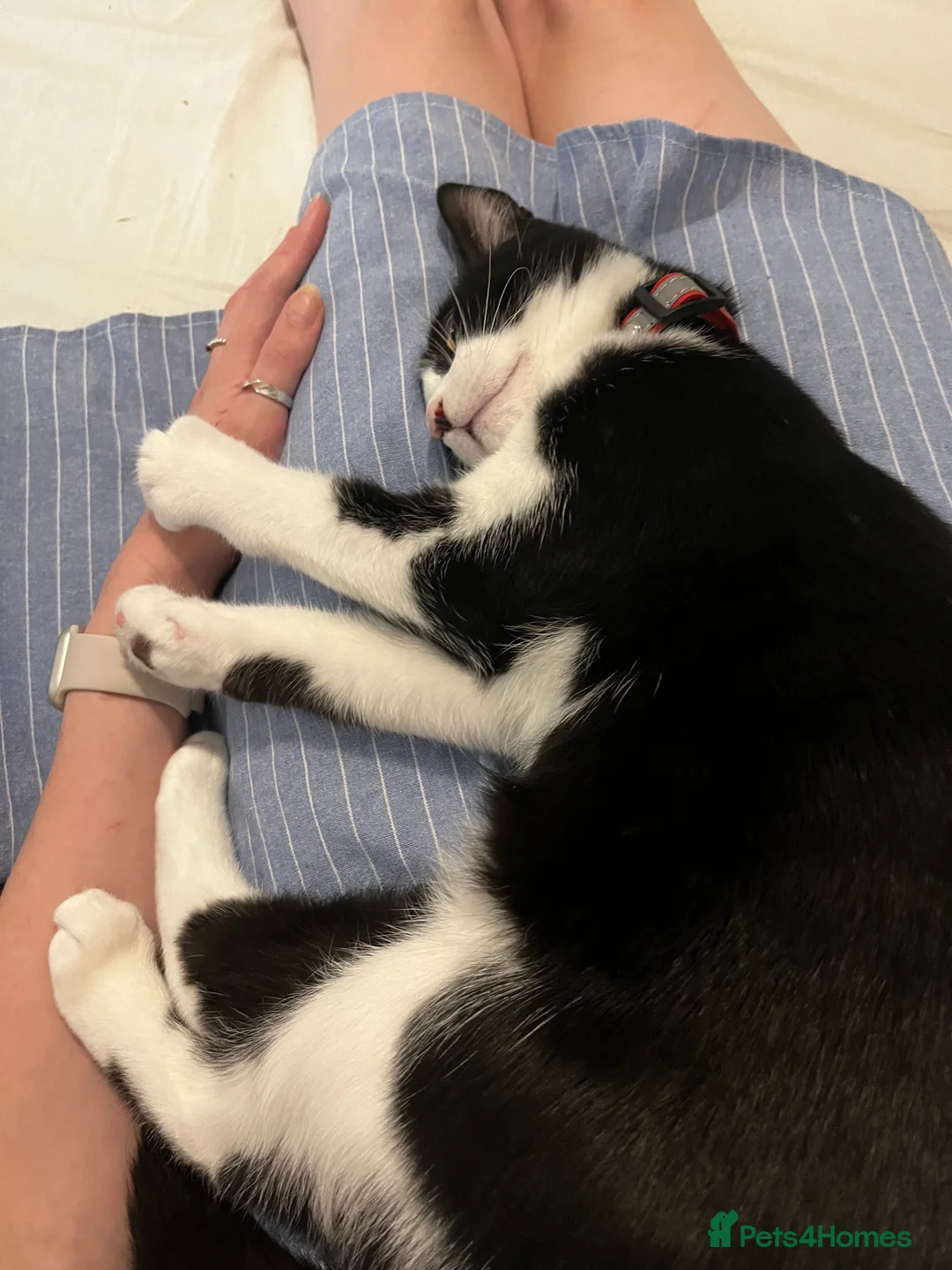 Mixed Breed cats for sale: Re-homing Mr Leo - Advert 6