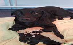 Labradoodle dogs for sale: F1 labradoodles ready 18th december - Image 2