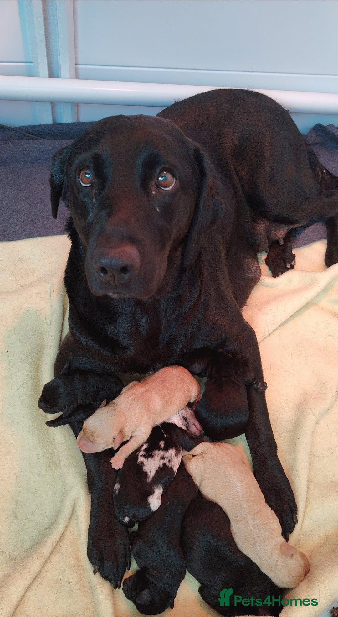 Labradoodle dogs for sale: F1 labradoodles ready 18th december - Image 2