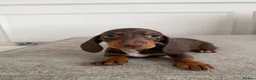 Miniature Dachshund dogs for sale: Short Haired miniature dachshund Puppy’s  - Advert 8