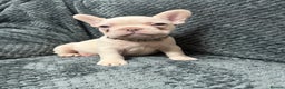 French Bulldog dogs for sale: Cream/ platinum French Bulldog puppy , ready now❤️ - Advert 10