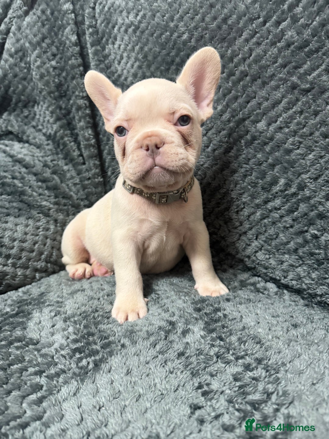 French Bulldog dogs for sale: Cream/ platinum French Bulldog puppy , ready now❤️ - Advert 10