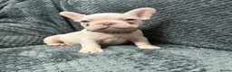 French Bulldog dogs for sale: Cream/ platinum French Bulldog puppy , ready now❤️ - Advert 15