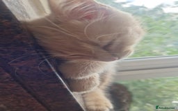 Mixed Breed cats for sale: Charming Cheeky Chunky  Bengal X Kittens. - Image 6