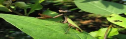 Praying Mantis invertebrates for sale: Various Praying Mantis. PLEASE READ FULL ADVERT.  - Advert 3